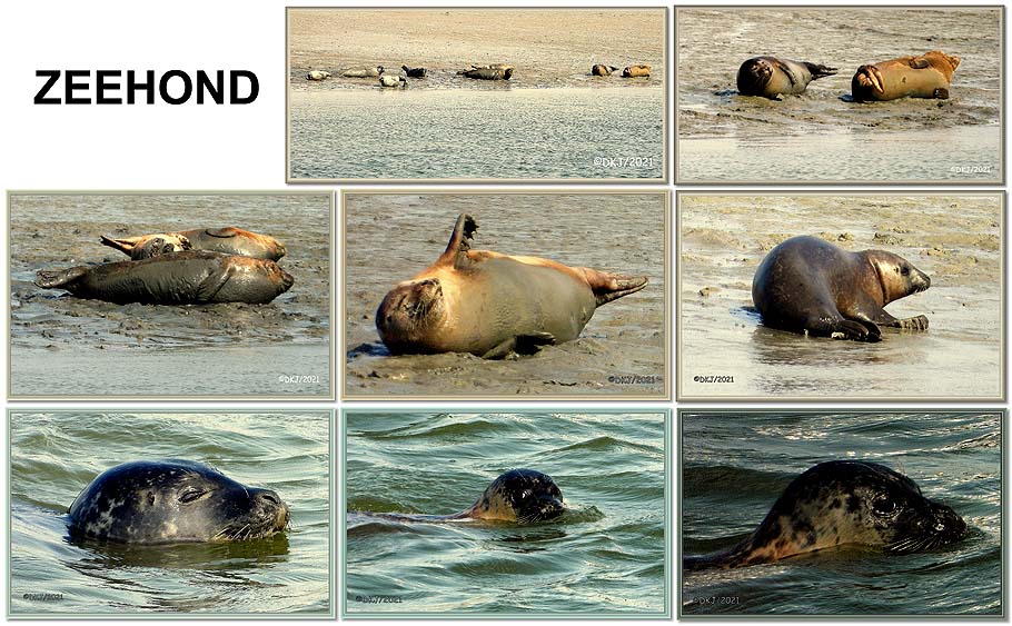 collage zeehonden in de havengeul